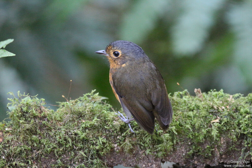 Slaty-crowned Antpittaadult