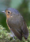 Slaty-crowned Antpitta