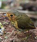 Ochre-breasted Antpitta