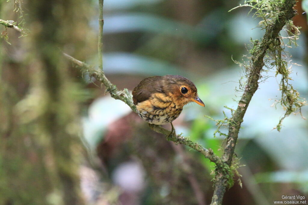 Ochre-breasted Antpittaadult