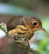 Ochre-breasted Antpitta