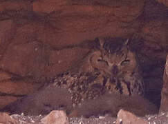 Pharaoh Eagle-Owl