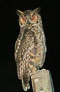 Great Horned Owl