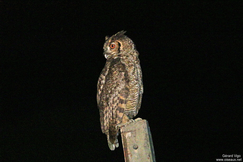 Great Horned Owladult