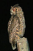 Great Horned Owl