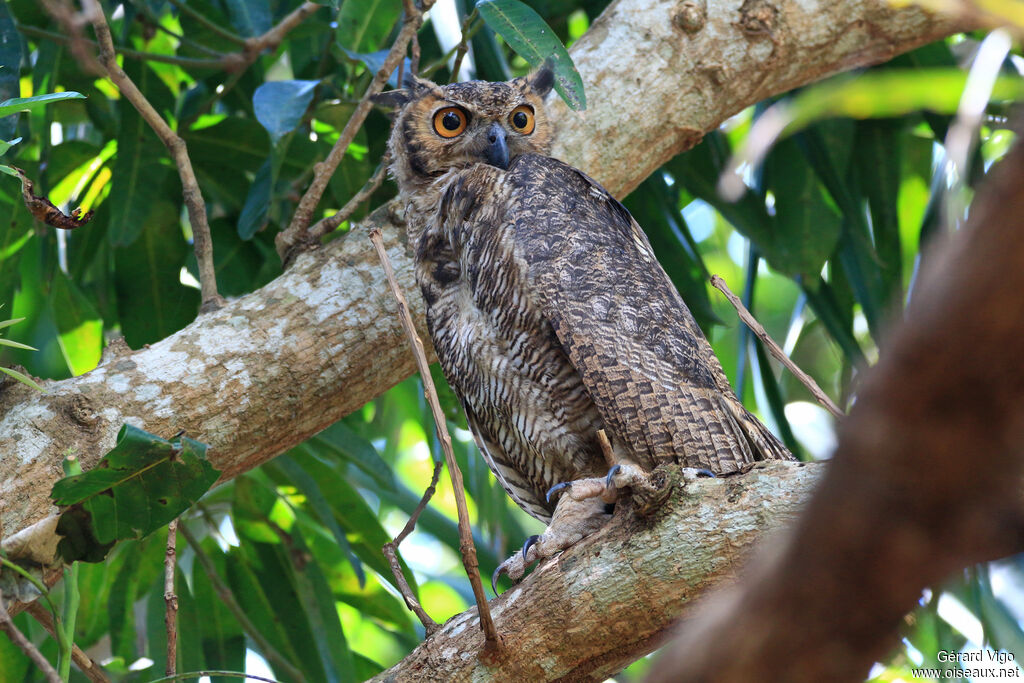 Great Horned Owladult