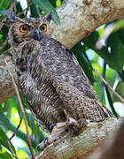 Great Horned Owl