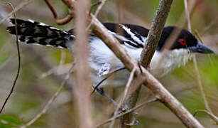 Great Antshrike