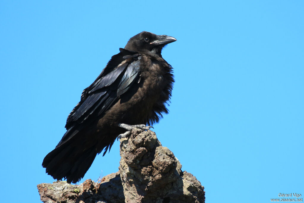 Northern Ravenadult