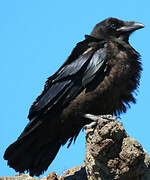 Northern Raven