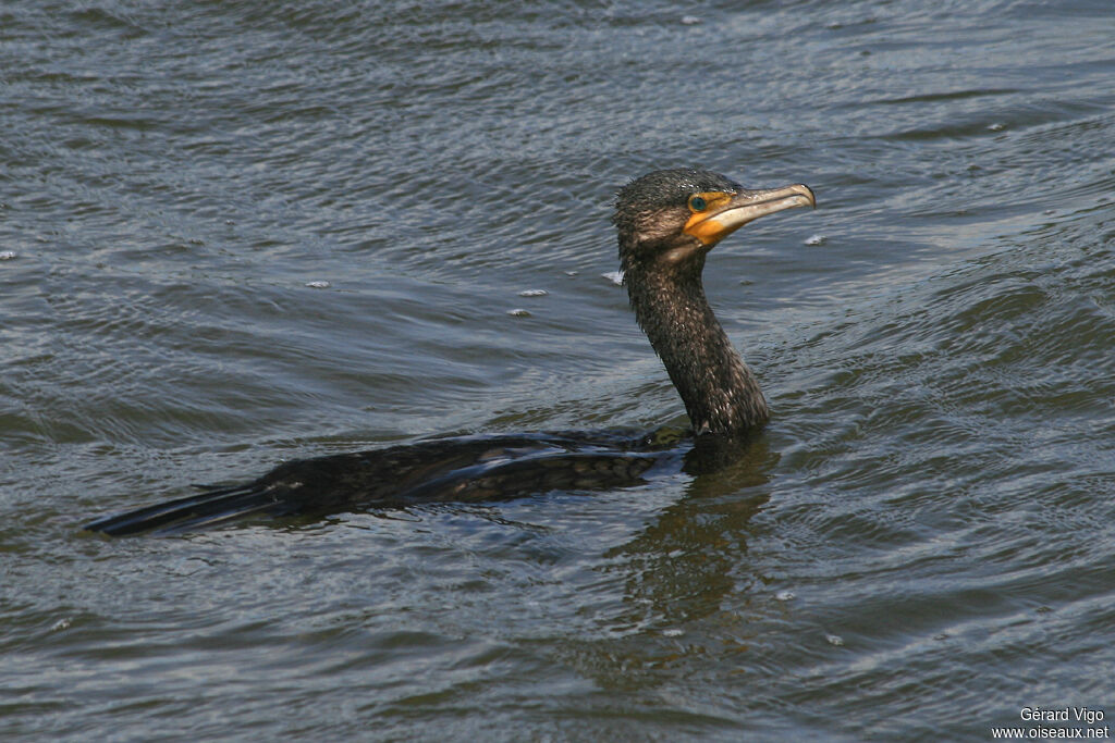 Grand Cormoranadulte