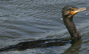 Great Cormorant