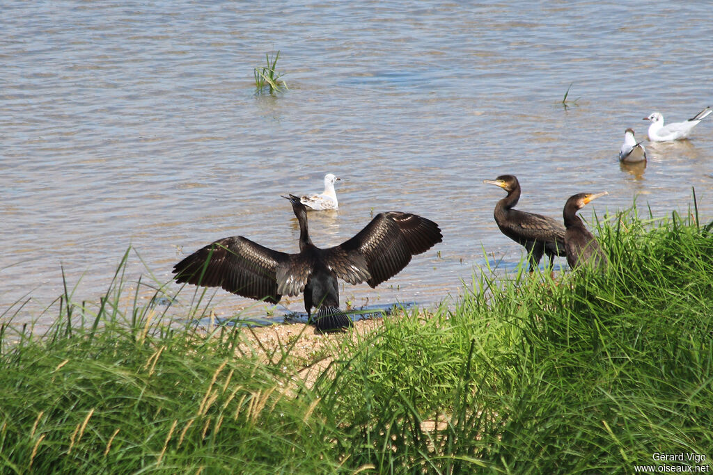 Grand Cormoranadulte