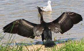 Great Cormorant