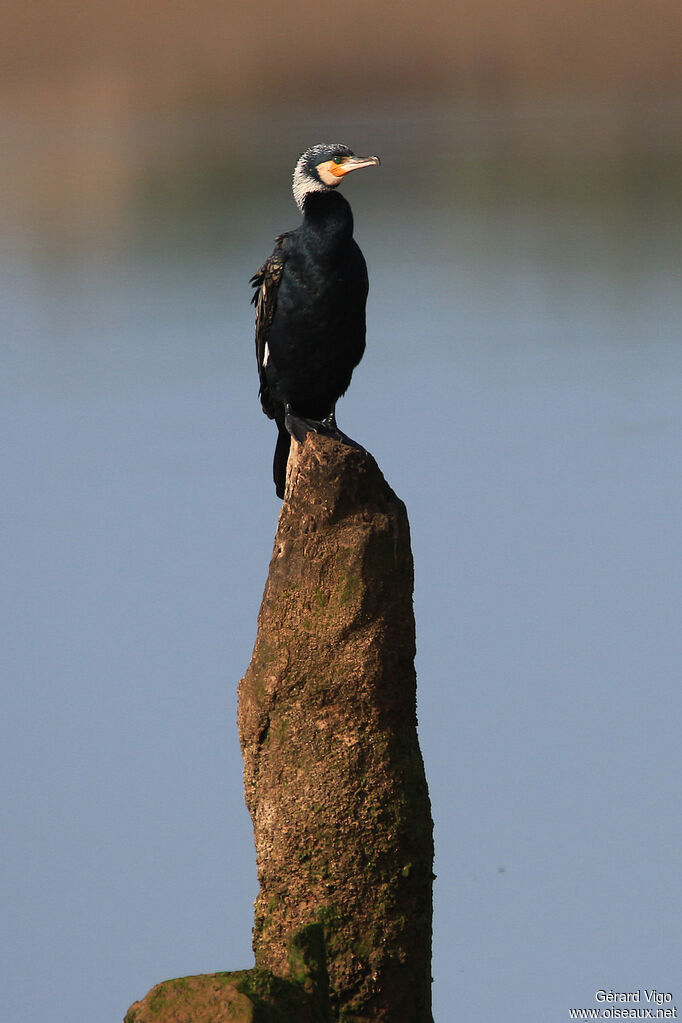 Grand Cormoranadulte nuptial