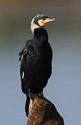 Great Cormorant