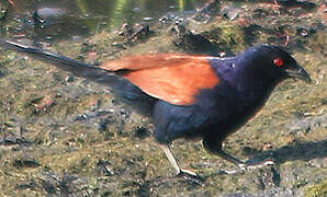 Greater Coucal