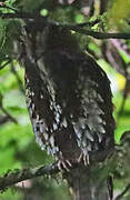 Feline Owlet-nightjar