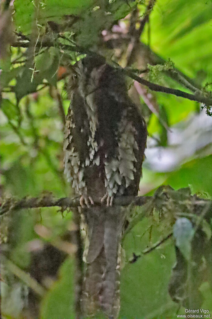 Feline Owlet-nightjaradult