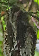 Feline Owlet-nightjar