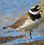 Common Ringed Plover