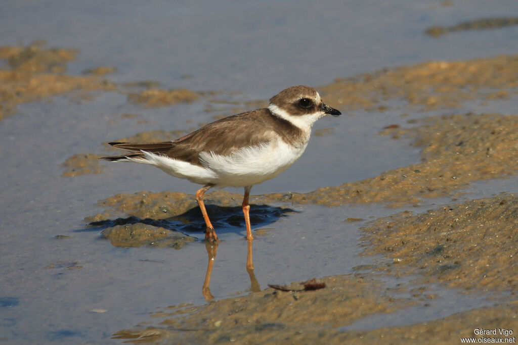 Common Ringed Ploverjuvenile