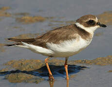 Common Ringed Plover