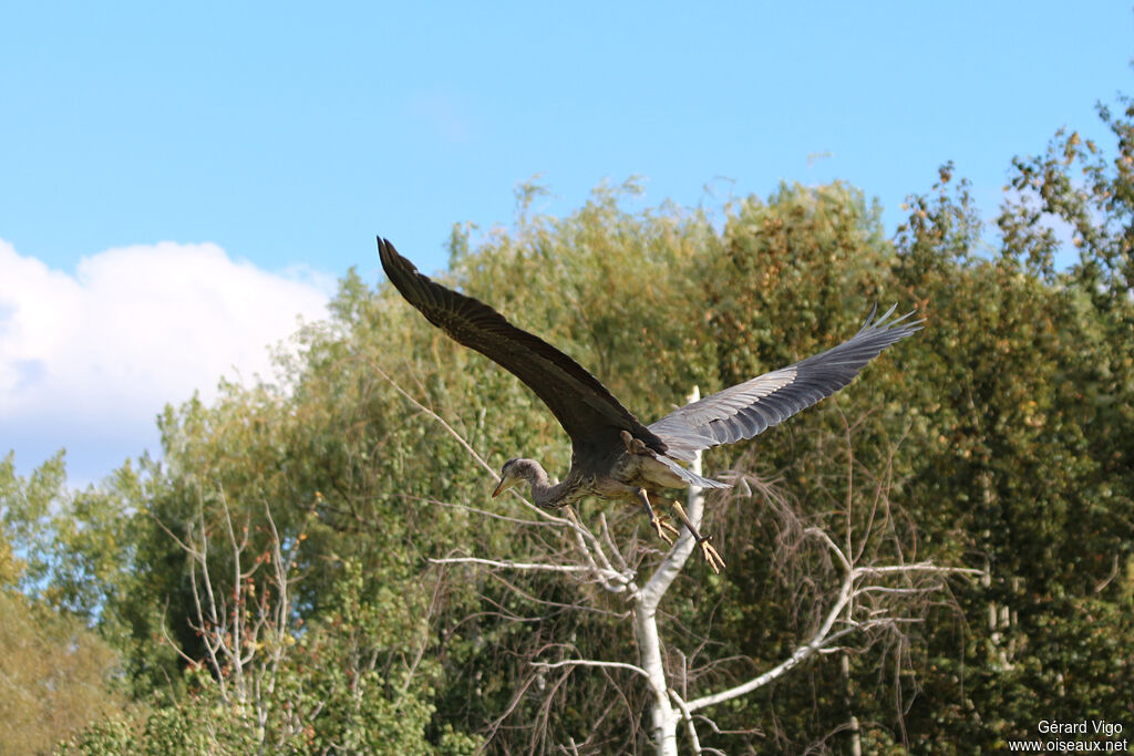 Great Blue Heronadult, Flight