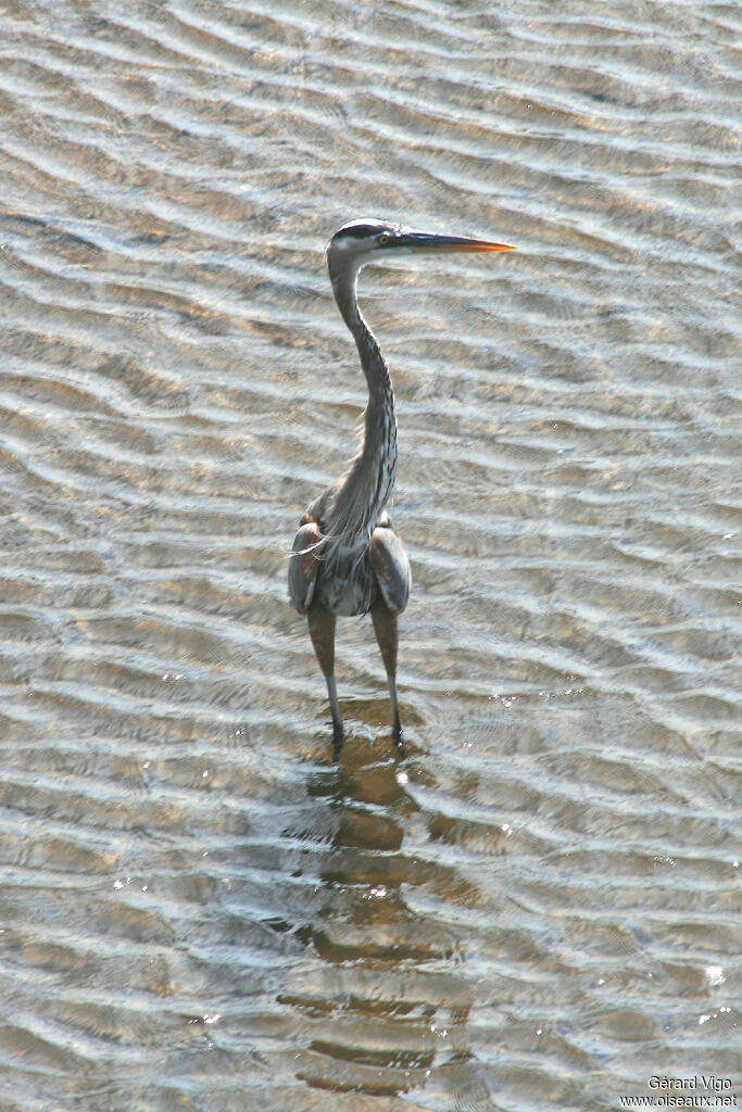 Great Blue Heronadult