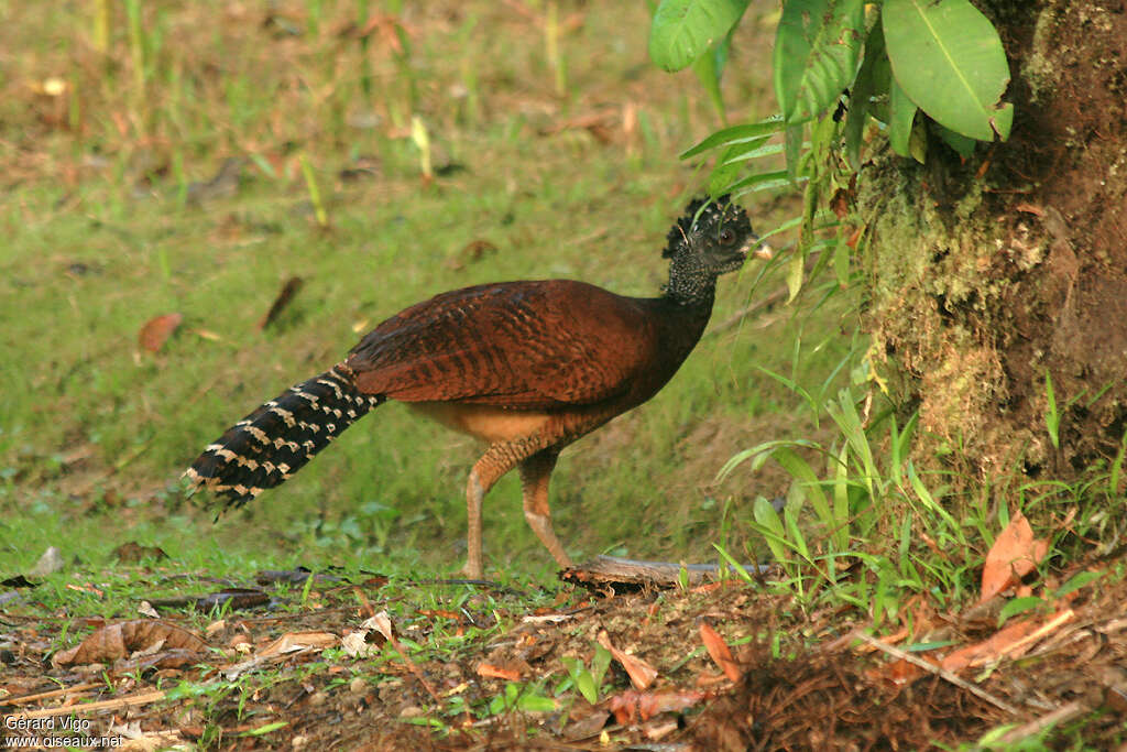 Grand Hocco femelle adulte, identification