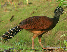 Great Curassow