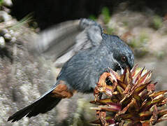 Greater Flowerpiercer