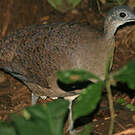Grand Tinamou