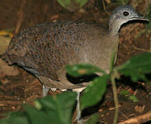 Great Tinamou