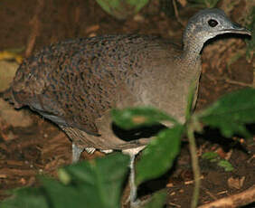 Grand Tinamou