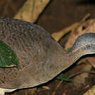 Grand Tinamou