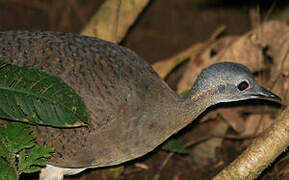 Great Tinamou