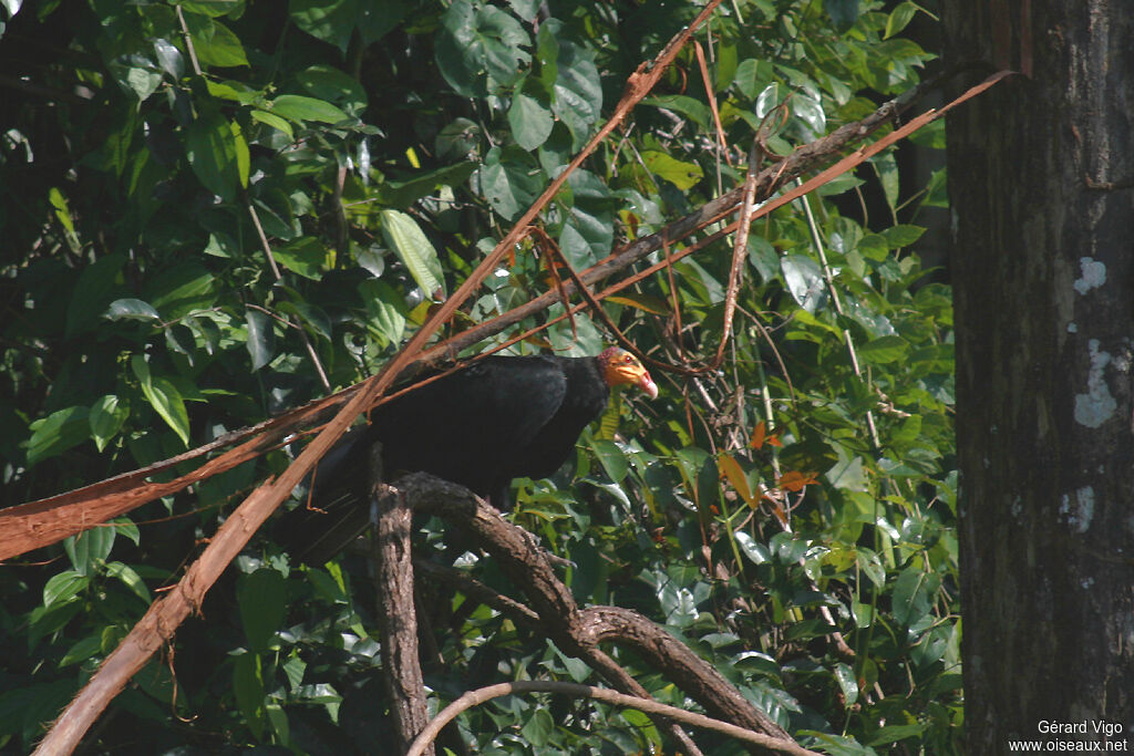 Greater Yellow-headed Vultureadult