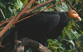 Greater Yellow-headed Vulture