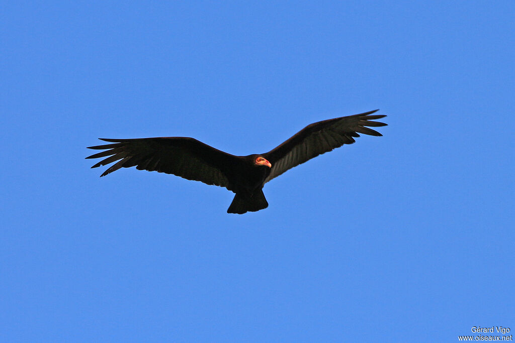 Greater Yellow-headed Vultureadult, Flight