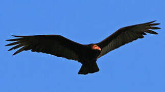 Greater Yellow-headed Vulture