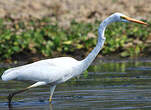 Grande Aigrette