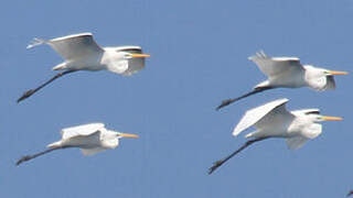 Great Egret