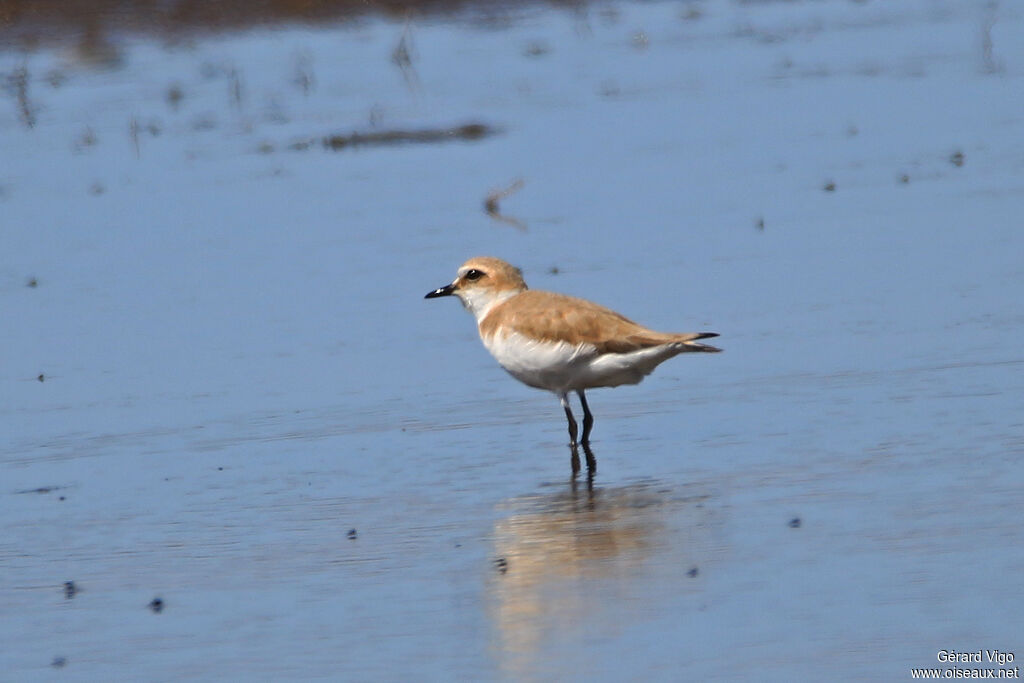 Kentish Ploverjuvenile