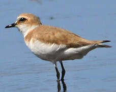 Kentish Plover