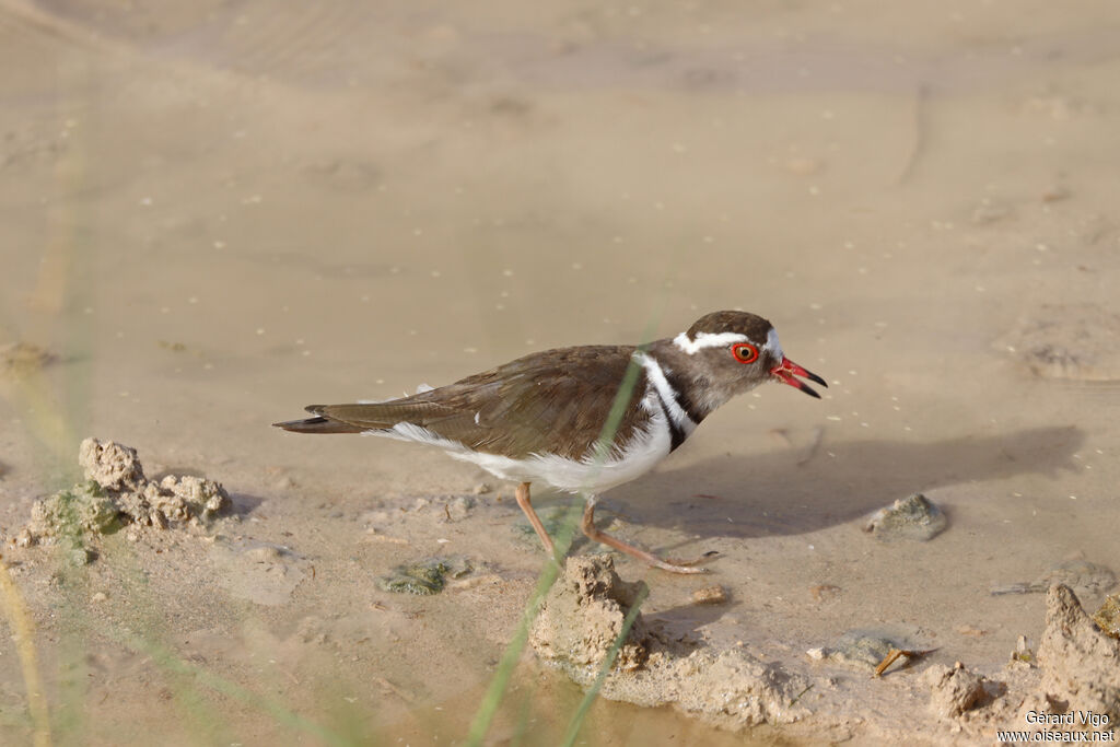 Gravelot à triple collier