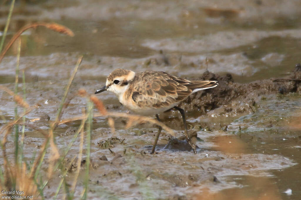 Kittlitz's Ploveradult post breeding, identification