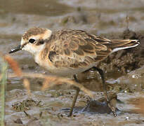 Kittlitz's Plover