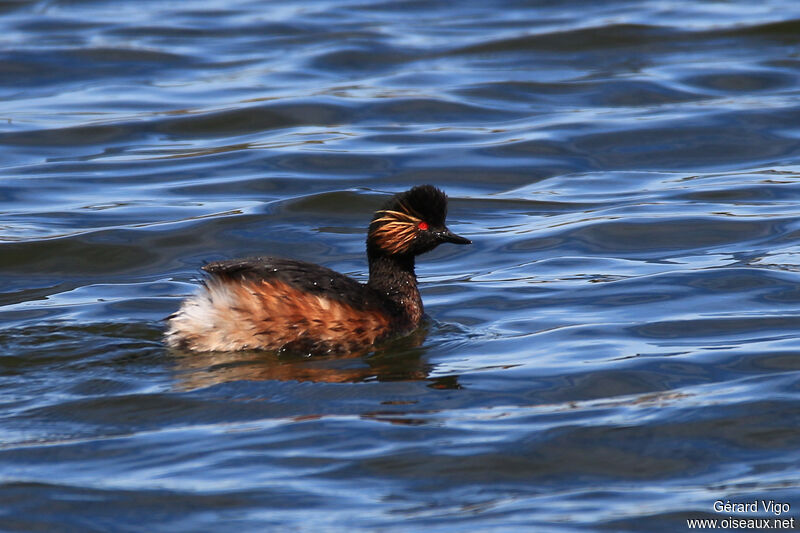 Black-necked Grebeadult, swimming