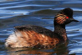 Black-necked Grebe